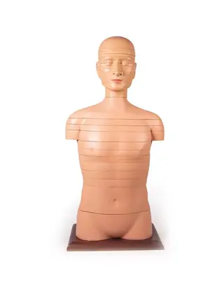 Veľkosť trupu disku v živote