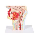Anatomický model úst a hrdla