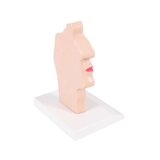 Anatomický model úst a hrdla