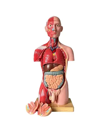 Trup, obe pohlavia, anatomický model z 15 častí, 43 cm