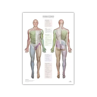 Dermatómy a oblasti inervácie kože - plagát 50x70 cm