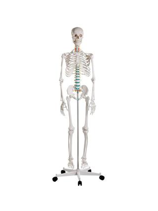 Didaktický model ľudskej kostry