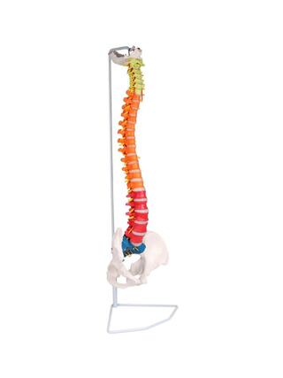 Didaktika flexibilnej chrbtice