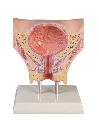 Anatomický model ženského močového mechúra