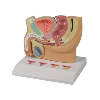 Miniatúrny model mužských genitálií s PBH