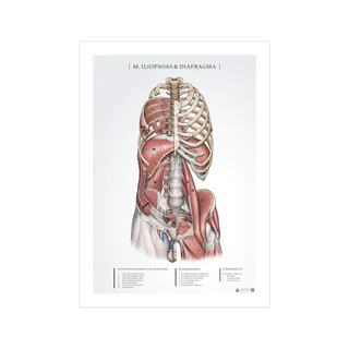 Anatomický plagát - Iliopsoas a bránica
