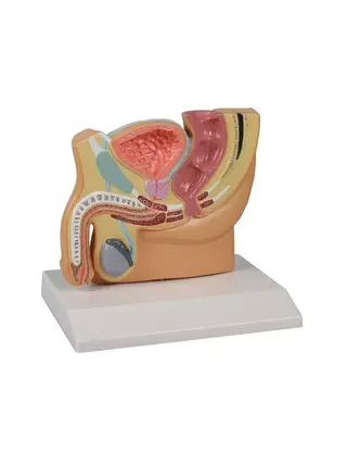 Anatomický model mužskej panvovej sekcie s PBH