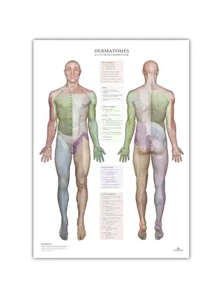 Dermatómy a oblasti kožnej inervácie