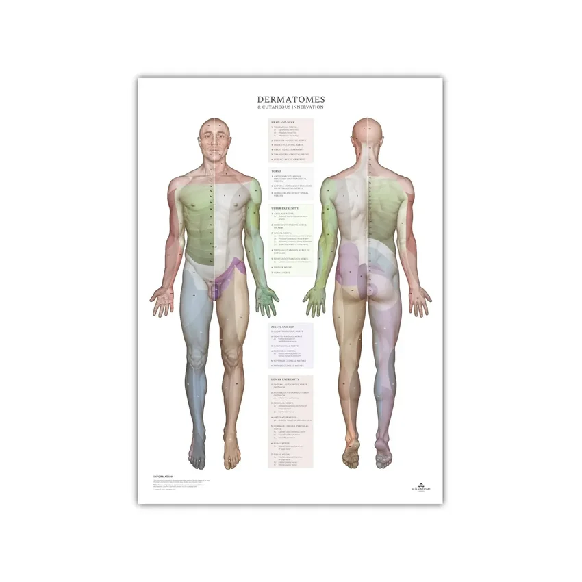 Dermatómy a oblasti kožnej inervácie