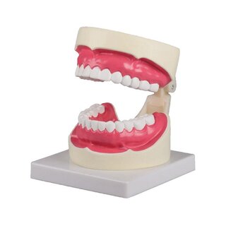 Model ústnej hygieny v 1,5-násobnej životnej veľkosti