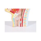 Anatomický model úst a hrdla