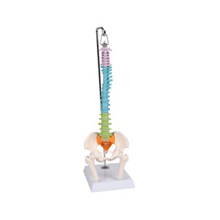 Miniatúrna chrbtica, didaktická