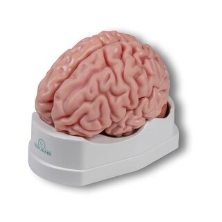 Anatomický model mozgu, životná veľkosť, 5 častí