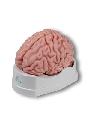 Anatomický model mozgu, životná veľkosť, 5 častí
