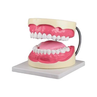 Model zuba dentálnej hygieničky