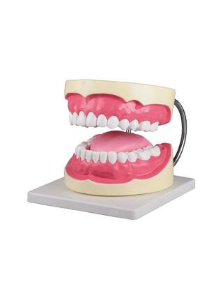 Model zuba dentálnej hygieničky