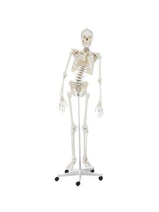 Extrémne flexibilný skeletový model s elastickým a penovým diskom