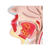 Anatomický model úst a hrdla