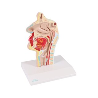 Anatomický model úst a hrdla